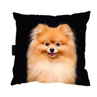 VANKÚŠ s POMERANSKÝM psom 40x40 perfektný DARČEK VANKÚŠ s POMERANSKÝM psom 40x40 perfektný DARČEK