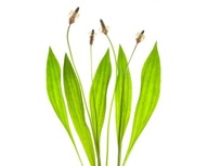 EQUIHERBS plantain 1000g EQUIHERBS plantain 1000g