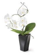 Exkluzívny kvetináč pre orchidey v 10 farbách