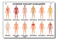 Náučná tabuľa Systémy ľudských orgánov A4 Náučná tabuľa Systémy ľudských orgánov A4