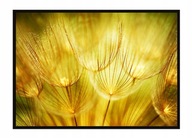 OBRAZOVÝ PLAGÁT V RÁME 53x73 cm Púpavy P1635 OBRAZOVÝ PLAGÁT V RÁME 53x73 cm Púpavy P1635