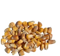 Kukuričné ​​zrno kŕmny materiál 25 kg
