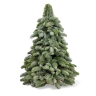 Vianočný stromček z konárov jedle nobilis 50cm ECO Vianočný stromček z konárov jedle nobilis 50cm ECO