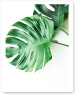 Plagát MONSTERA 40x50 plagát obraz listy #72