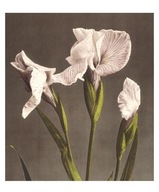 PASKA 17X14CM S OBÁLKOU IRIS KAEMPFERI PASKA 17X14CM S OBÁLKOU IRIS KAEMPFERI