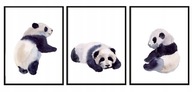 OBRAZOVÉ PLAGÁTY V RÁME 33x43cm Panda triptych PD292 OBRAZOVÉ PLAGÁTY V RÁME 33x43cm Panda triptych PD292