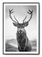 Plagát r B2 50x70 cm Ušľachtilý jeleň Príroda Plagát r B2 50x70 cm Ušľachtilý jeleň Príroda