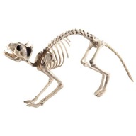 dekorácia KOSTRA MAČKA mačka HALLOWEEN CAT kosti dekorácia KOSTRA MAČKA mačka HALLOWEEN CAT kosti