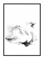 OBRAZOVÝ PLAGÁT V RÁME 33x43 cm Labuť P748 OBRAZOVÝ PLAGÁT V RÁME 33x43 cm Labuť P748