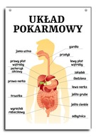 Náučná tabuľa tráviaca sústava človeka A4 Náučná tabuľa tráviaca sústava človeka A4