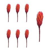Protea lakovaná červená 6 kusov