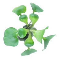 Vodný hyacint (Eichhornia diversifolia)