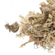 SPHAGNUM 6L SUBSTRÁT z machu sphagnum na zakorenenie SPHAGNUM 6L SUBSTRÁT z machu sphagnum na zakorenenie