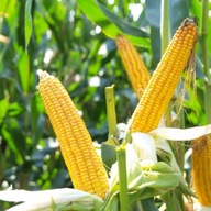 Semená kukurice Kukurica SM Mieszko C1 K FAO230