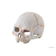 Malá ľudská lebka Exo Terra Hideout 8x9x11,5 cm