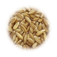 Zrná pšenice špaldy na mletie 5kg