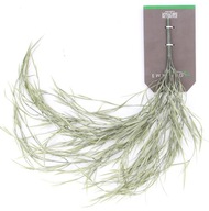 HOYA preliezačka 85 cm Hoja preliezačka závesné rastliny HOYA preliezačka 85 cm Hoja preliezačka závesné rastliny
