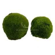 Giant Cushion Moss, tmavozelená, 2 kusy