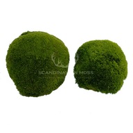 Giant Cushion Moss, tmavozelená, 2 kusy Giant Cushion Moss, tmavozelená, 2 kusy