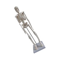 model ľudskej kostry model lekárskej kostry s
