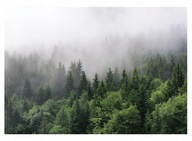 Fototapeta FOREST IN MIST 3D stromy SPÁLŇA 368x254 Fototapeta FOREST IN MIST 3D stromy SPÁLŇA 368x254