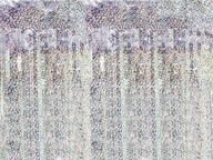 HOLOGRAFICKÁ SILVESTROVSKÁ ZÁPONA 90x250 HOLOGRAFICKÁ SILVESTROVSKÁ ZÁPONA 90x250