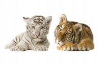 Nálepky zvierat Tiger Tigers 14 Nálepky zvierat Tiger Tigers 14