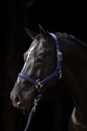 Konská ohlávka Dexter, modrá, veľ 1 Pony, C Konská ohlávka Dexter, modrá, veľ 1 Pony, C