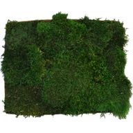 Plochý mach PREMIUM Forest Green 0,5 m2 kartónová krabica
