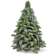 Vianočný stromček z konárov jedle nobilis 60cm ECO