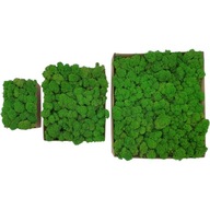 Moss Moss Bright Green PREMIUM kartón 1 kg