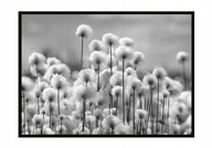 OBRAZOVÝ PLAGÁT V RÁME 53x73 cm Púpavy P899 OBRAZOVÝ PLAGÁT V RÁME 53x73 cm Púpavy P899