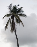 FOTOTAPETA 190x254 netkaná PALM #F135 #SF FOTOTAPETA 190x254 netkaná PALM #F135 #SF