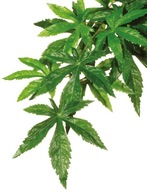 Dekor do terária z umelých rastlín Silk Abuliton S Dekor do terária z umelých rastlín Silk Abuliton S