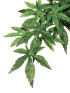 Rastlina dažďového pralesa Exo-Terra Stredná rastlina Abuliton