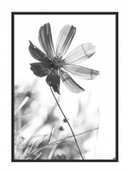 OBRAZOVÝ PLAGÁT V RÁME 53x73 cm Kvet P629 OBRAZOVÝ PLAGÁT V RÁME 53x73 cm Kvet P629