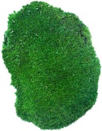 Zelený hubovitý mach PREMIUM trs 12-14cm