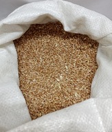 pšeničné zrno