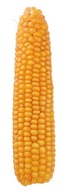 Semená kukurice Corn Pomerania C1 Z/K 200