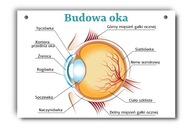 Náučná tabuľa: štruktúra oka, ľudské oko, A4 Náučná tabuľa: štruktúra oka, ľudské oko, A4