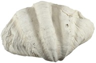 Back To Nature Tridacna Clam XL Shell Dekorácia Back To Nature Tridacna Clam XL Shell Dekorácia
