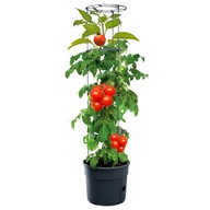 HRNIEC NA RAJKY XL na paradajky a uhorky 115cm