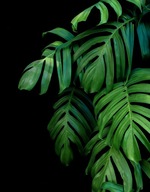 FOTOTAPETA 190x254 netkaná LEAF #F019 #SF FOTOTAPETA 190x254 netkaná LEAF #F019 #SF
