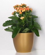 Scheurich zlatý obal na kvetináč, priem. 16 cm Scheurich zlatý obal na kvetináč, priem. 16 cm