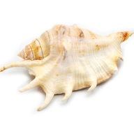 Mušle LAMBIS LAMBIS Akvarijná dekorácia 1 KS Mušle LAMBIS LAMBIS Akvarijná dekorácia 1 KS