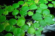 Hubovité limnobium - plávajúca rastlina