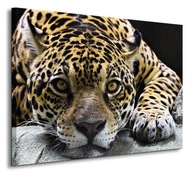 Obraz Jaguár s veľkými očami 80x60 cm