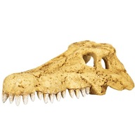 Repti-Zoo Crocodile Skull S - krokodília lebka