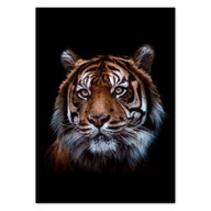 Plagáty 50x70 tiger sumaterský Plagáty 50x70 tiger sumaterský