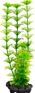 Tetra DecoArt L Ambulia Tetra DecoArt L Ambulia